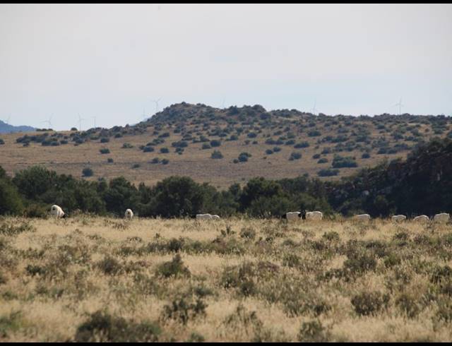 31HA FARM FOR SALE IN MIDDELBURG RURAL